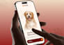 develop a pet care app, pet booking app for grooming and pet services
